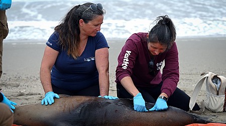 California Sea Lions Are Behaving Strangely Amid Brain-Attacking Algae Outbreak