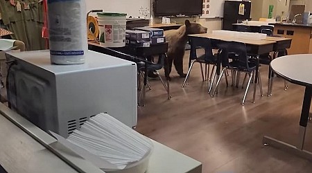 Bear wanders into California teacher's classroom