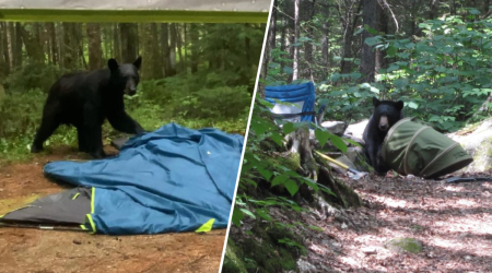 NH bear warning for campers in White Mountains