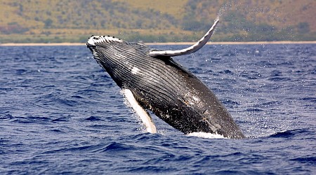 WATCH: Breaching Humpback Whale Capsizes Boat Off New Hampshire Coastline