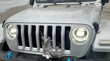 Man 'intentionally' runs over flock of 25 seagulls with his jeep at the beach: Police