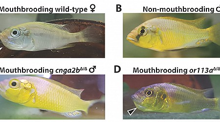 Genetic mutation prompts 'deadbeat dad' fish to start raising their offspring