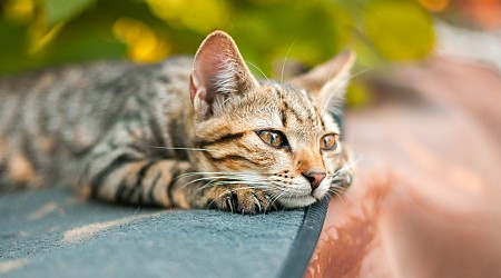 Even Cats Can Mourn, Study Suggests