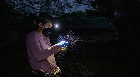 This Belizean scientist wants to protect her country's forests — with the help of bats