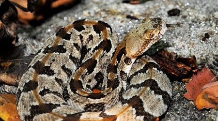 Connecticut man bitten by rare rattlesnake he tried to help ends up in coma