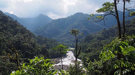 Trees have an extra climate benefit thanks to methane-eating microbes