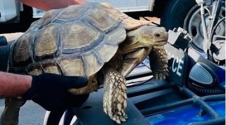 Runaway tortoise's Oregon highway crossing a mystery