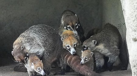 Tiere: Nachwuchs bei Hagenbeck - Jungtiere erkunden ihr Gehege