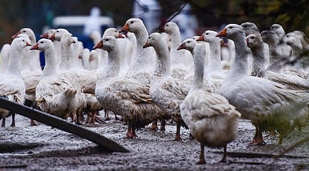 Verschwörungserzählungen zur Vogelgrippe gehen viral