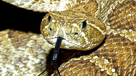 ‘RattleCam’ Live Stream Excites Rattlesnake Enthusiasts Worldwide