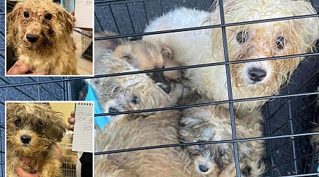 Dozens of dogs, cats and other animals in ‘horrid’ condition rescued from a Connecticut home