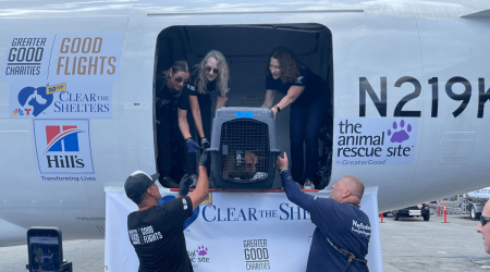 Life-saving airlift rescues over 100 dogs, cats from overcrowded shelters