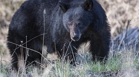 Black Bear Euthanized After Mauling 3-Year-Old Girl at Campground