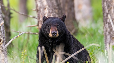 Bear attacks and injures 3-year-old girl in tent at Montana campground