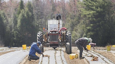 Canada’s foreign worker program called a ‘breeding ground’ for modern slavery