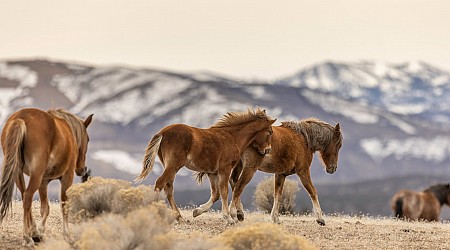 In Nevada - Dreijährige kämpft nach Wildpferd-Attacke ums Überleben