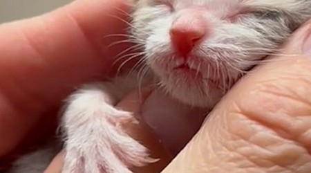 WATCH: Tiny kitten found alone in parking lot is bottle-fed back to health