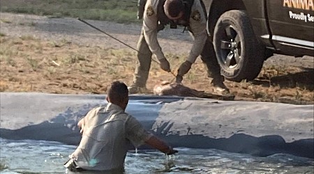 Animal control deputy jumps into pond to rescue struggling fawn