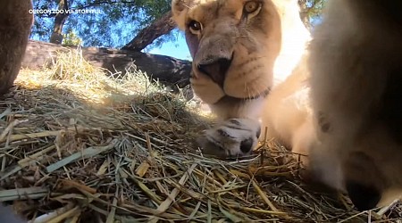 VIDEO: Lions find hidden camera in Oregon Zoo enclosure