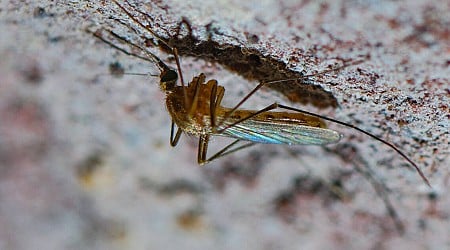 Premiers cas de virus du Nil occidental en France : ce que l’on sait de cette maladie transmise par les moustiques