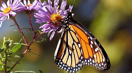 Scientists prepared to save monarch butterfly in event of 'rapid extinction'