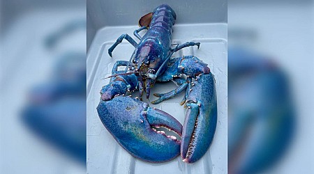 1-in-100 million 'cotton candy' lobster caught off New Hampshire alive and well at aquarium