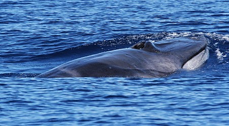 From Hunted To Loved: Unlocking Shy Whale Secrets In The Philippines