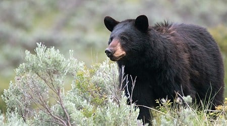 Black bear attacks child in tent on Montana campground