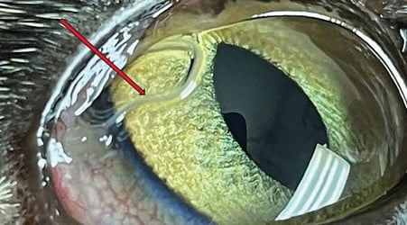 Exotic eye worm rapidly invades US by spreading from testes of fruit flies