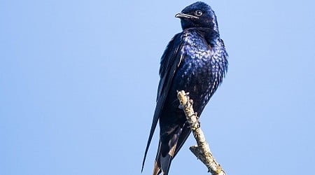 For World-Class Birdwatching, Head To Columbia, South Carolina