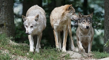 Colorado's new wolf pack—including pups—to be captured and relocated after attacks on livestock