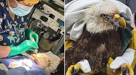 Bald eagle fighting for survival after bullet nearly split his beak in two