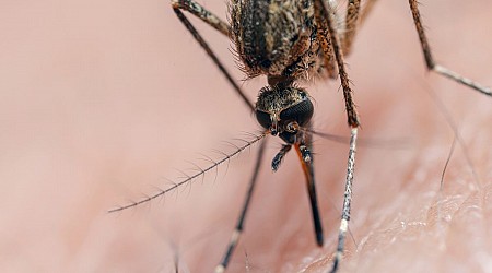 Deadly 'triple E' kills New Hampshire man — what is eastern equine encephalitis?