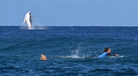 Nem várt vendég, egy bálna zavarta meg az olimpia női szörfversenyét Tahitinál – fotó