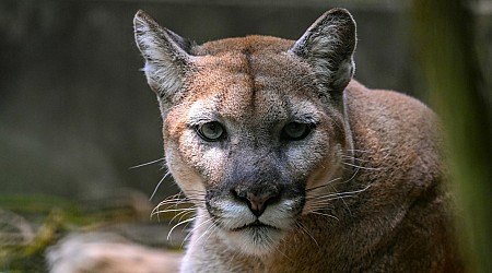 Mountain lion attacks 4-year-old boy at California state park