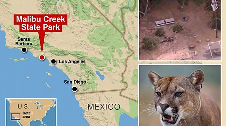 Hero dad rescues boy, 5, from mountain lion at Malibu park