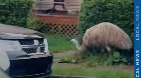 Emu runs loose through Pennsylvania neighborhood