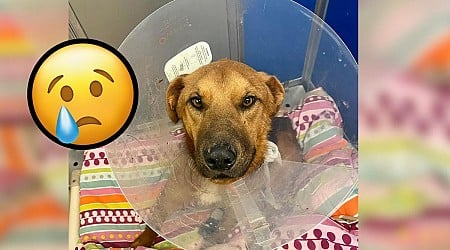 (GRAPHIC PHOTOS) Dog in Minnesota Found With Horrific Injuries