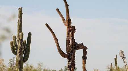 Giant old saguaros can be resilient. It's baby saguaros researchers are worried about