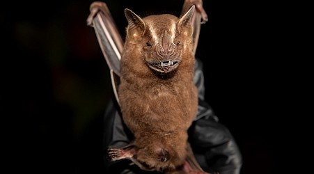 Some bats eat a ton of sugar and have no health woes. Are there lessons for diabetes?