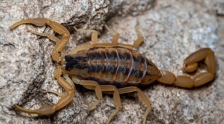 Genomic research focuses on medical potential for scorpion venom