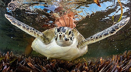 Photos from the Ocean Photographer of the Year awards show the beauty and fragility of underwater wildlife