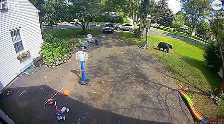 WATCH: Bear wanders yard while children play outside