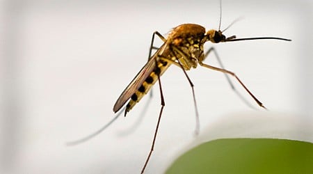 West Nile virus in Mass.: 2 new cases, risk levels raised