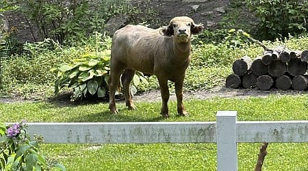 Water buffalo that was on the loose in Iowa captured