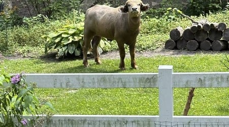 Water buffalo corralled days after it escaped in Iowa suburb and was shot by police