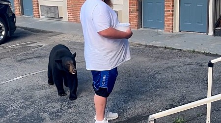 Watch: Gatlinburg video shows bear approaching man in hotel parking lot. 'You better move'