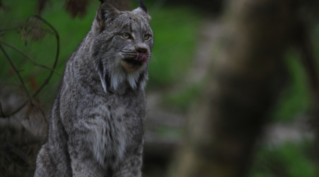 'This guy did not look like a bobcat': Rare Canada lynx is captured on video in Vermont