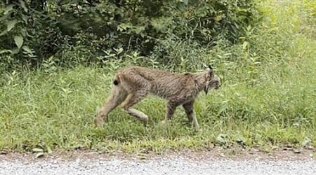 Canada lynx confirmed in Vermont for first time since 2018