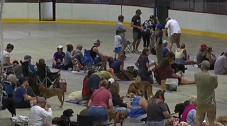 210 dogs and their owners attend movie screening in Vermont